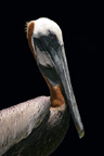 Brown Pelican