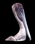 Brown Pelican