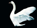 Swan