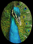 Male Peacock