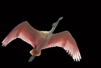 Roseate Spoonbill