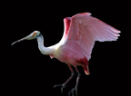 Roseate Spoonbill