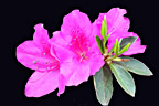 Azaleas