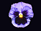 Purple Pansy