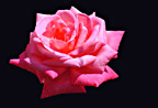 Pink Rose