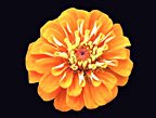 Tiny Orange Flower