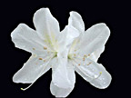 White Azalea