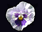 White Pansy