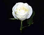 White Rose