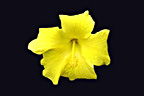 Yellow Flower