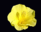 Yellow Flower