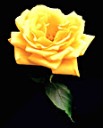 Yellow Rose