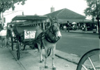 Horse and Buggy