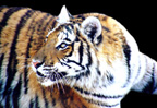Bengal Siberian Tiger