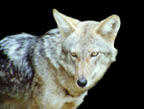 Timber Wolf