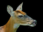 Doe