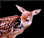 Fawn