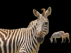 Zebra Family