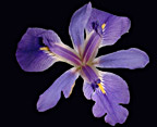 Purple Flower