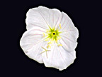 White Wildflower